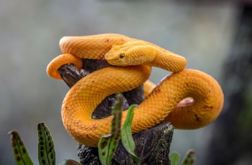 Golden snake