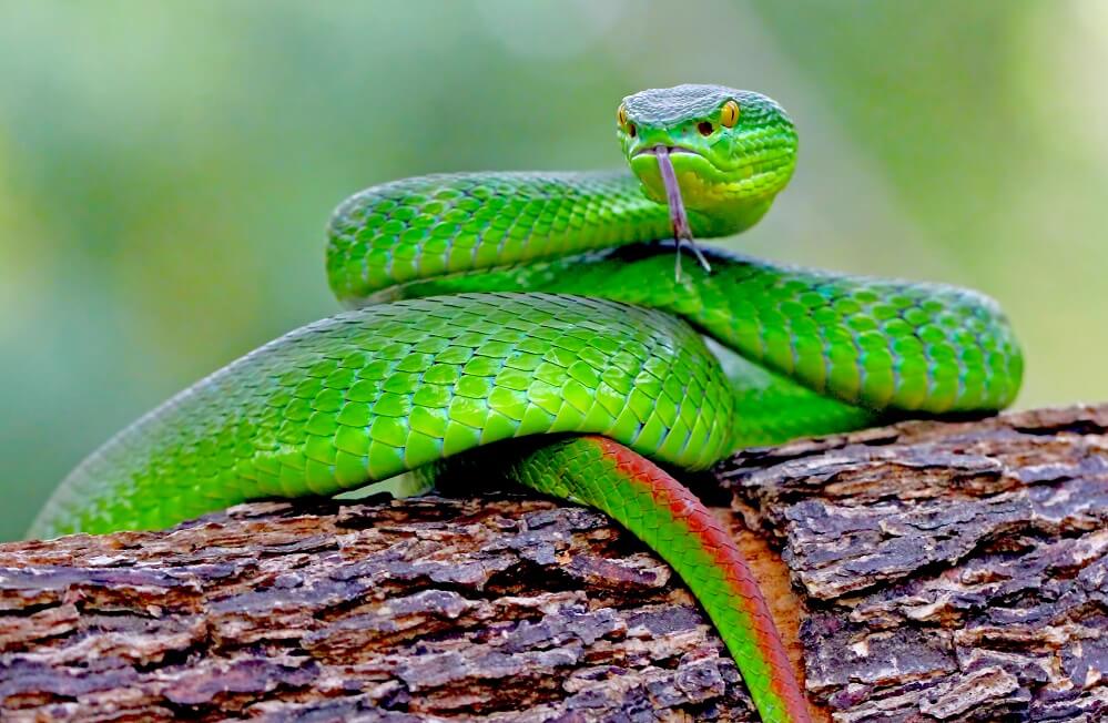 green insularis (Green Snake)